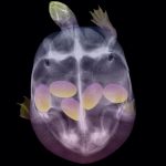 amazing-x-rays-images-pregnant-animals-pictures-1