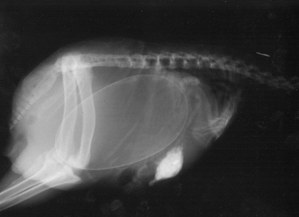 amazing-x-rays-images-pregnant-animals-pictures-6