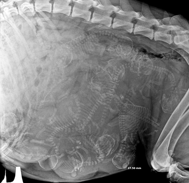 amazing-x-rays-images-pregnant-animals-pictures-8