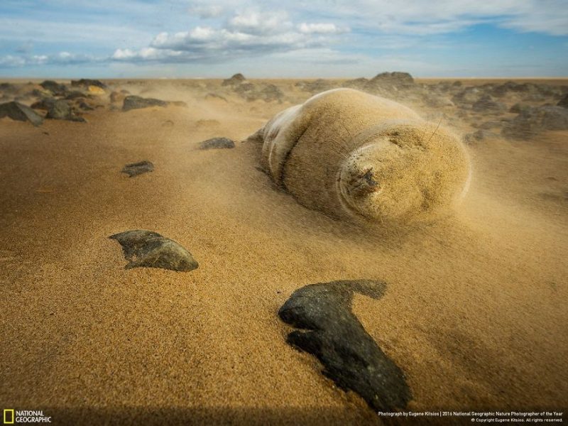 best-top-photos-2016-national-geographic-nature-photographer-of-the-year-finalists-15