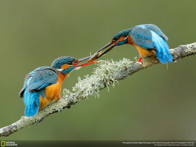 best-top-photos-2016-national-geographic-nature-photographer-of-the-year-finalists-18