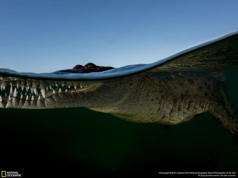 best-top-photos-2016-national-geographic-nature-photographer-of-the-year-finalists-2