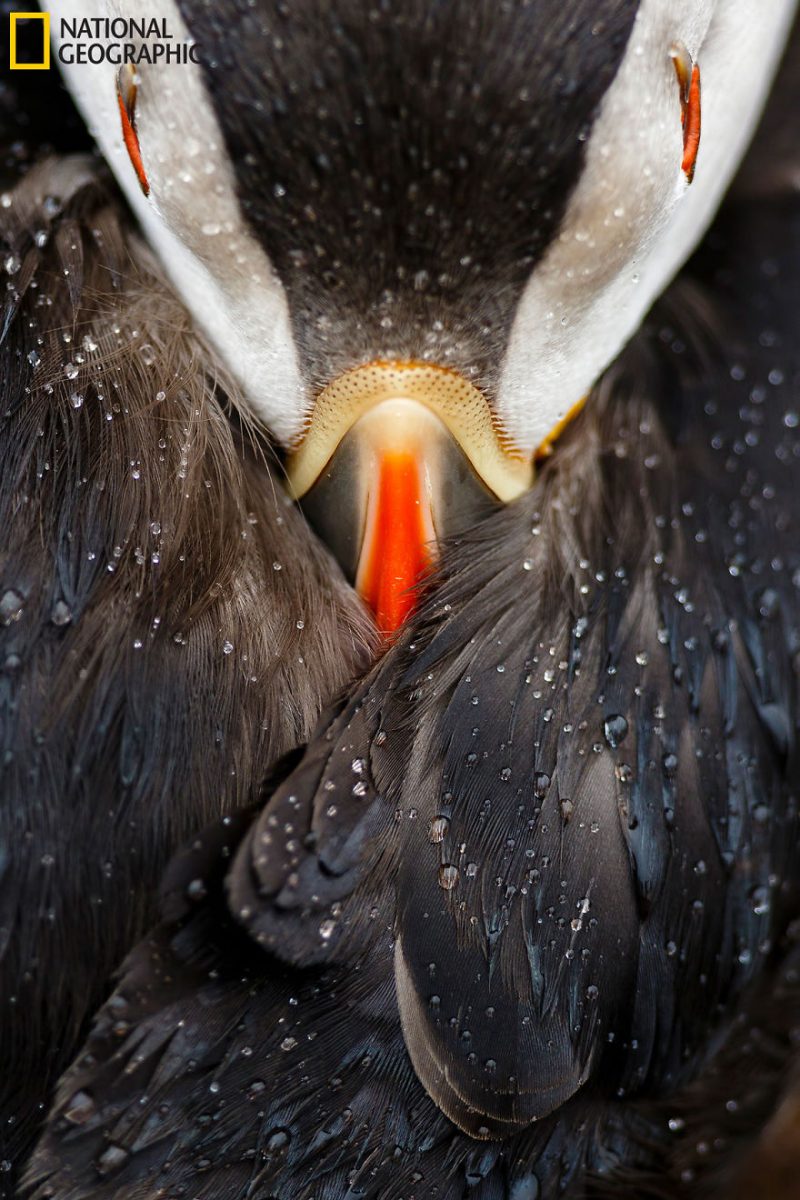 best-top-photos-2016-national-geographic-nature-photographer-of-the-year-finalists-20