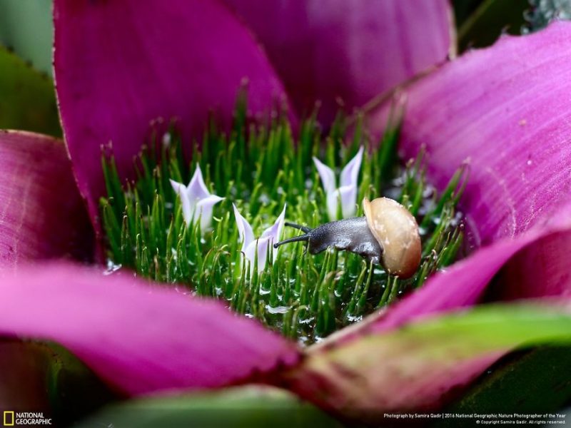 best-top-photos-2016-national-geographic-nature-photographer-of-the-year-finalists-4