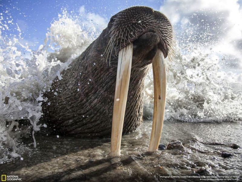 best-top-photos-2016-national-geographic-nature-photographer-of-the-year-finalists-6