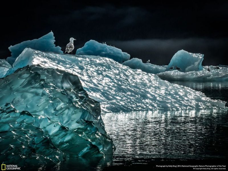 best-top-photos-2016-national-geographic-nature-photographer-of-the-year-finalists-8