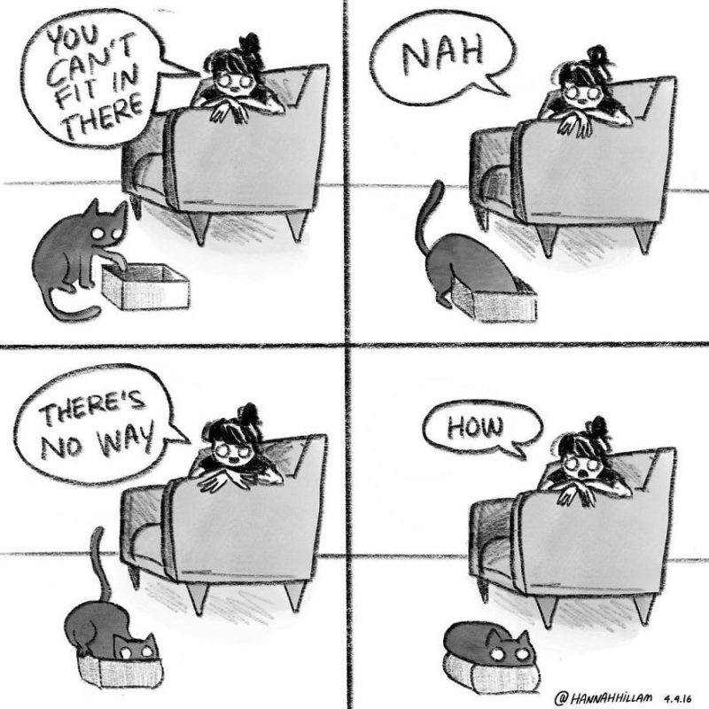 funny-cat-comics-illustrations-8