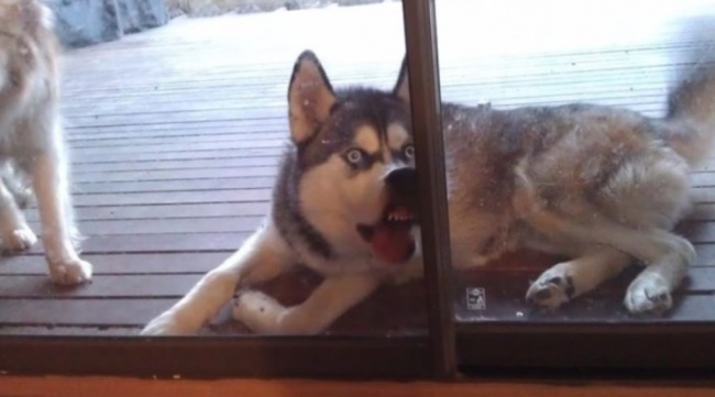 funny-hilarious-husky-dog-pictures-10