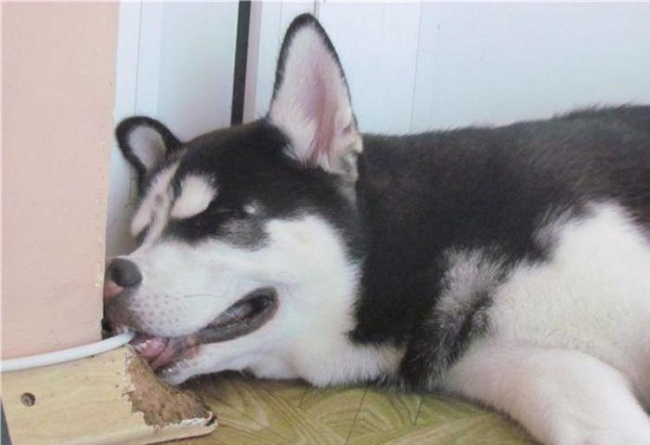 funny-hilarious-husky-dog-pictures-12