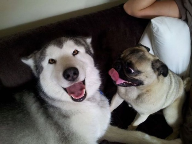 funny-hilarious-husky-dog-pictures-13