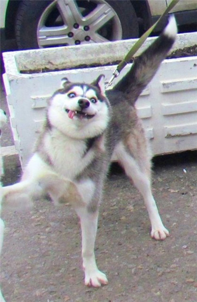 funny-hilarious-husky-dog-pictures-14