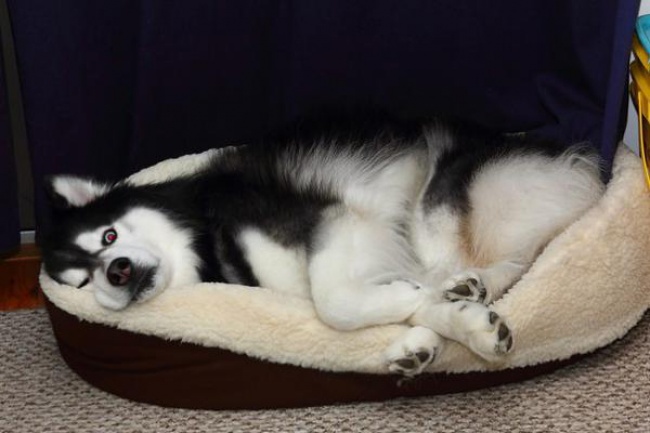 funny-hilarious-husky-dog-pictures-15