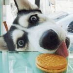 funny-hilarious-husky-dog-pictures-4
