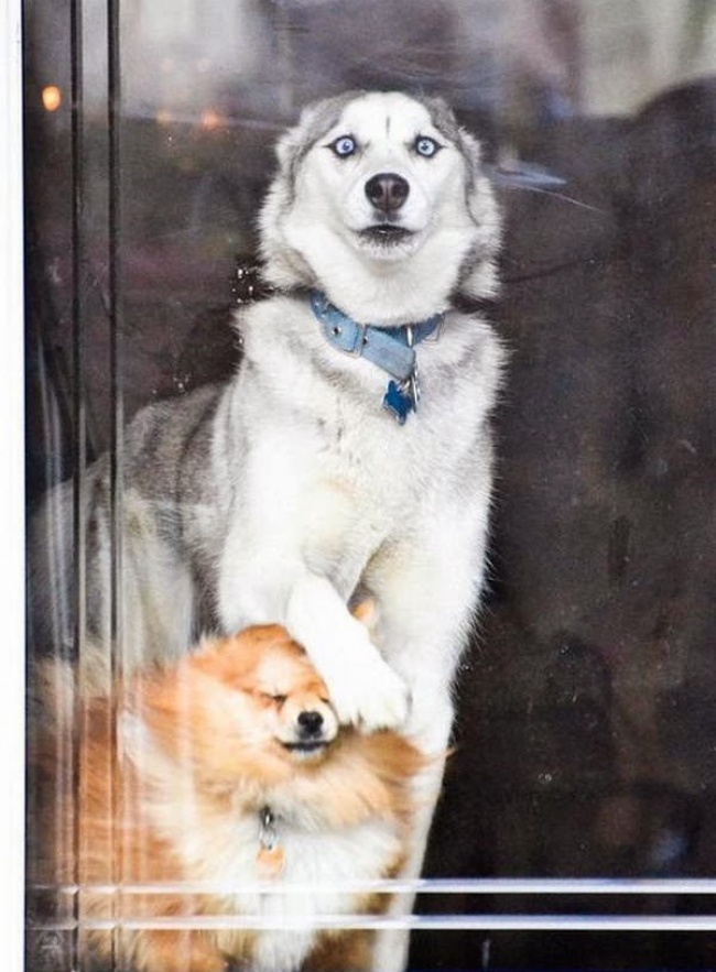 funny-hilarious-husky-dog-pictures-5