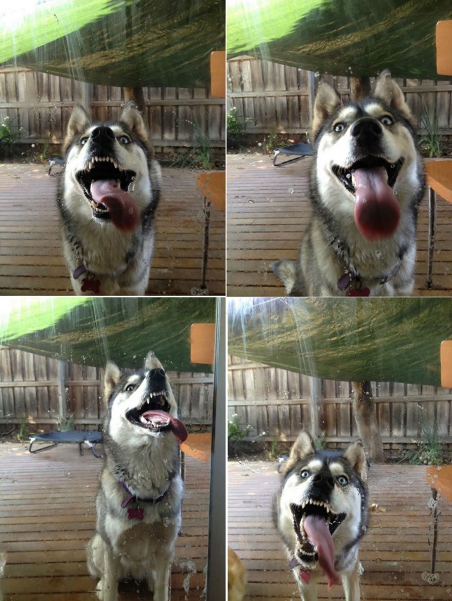 funny-hilarious-husky-dog-pictures-6