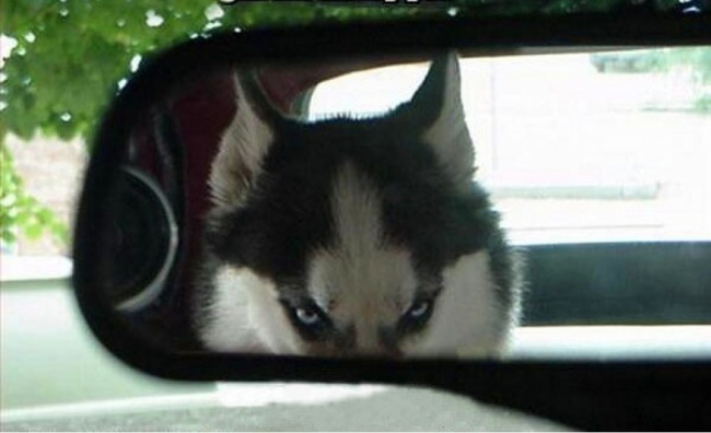 funny-hilarious-husky-dog-pictures-7