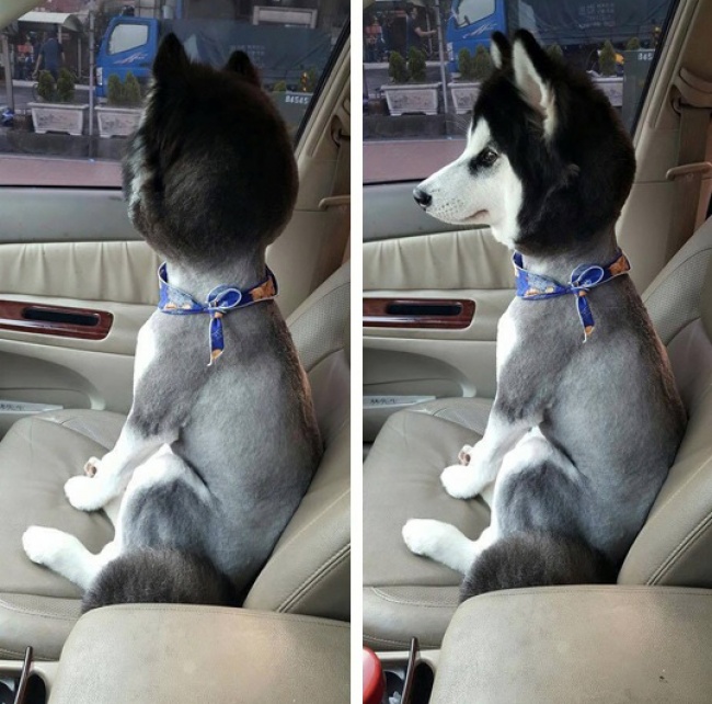 funny-hilarious-husky-dog-pictures-8