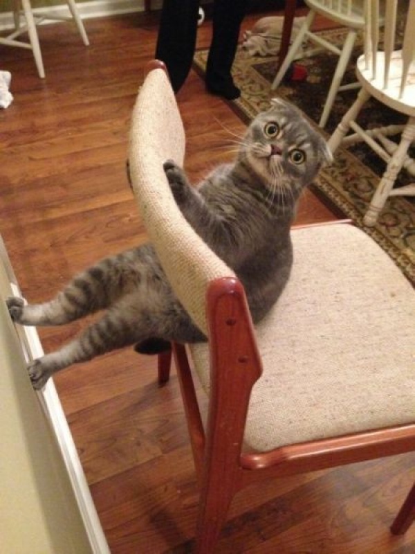 funny-pictures-of-awkward-cats-10