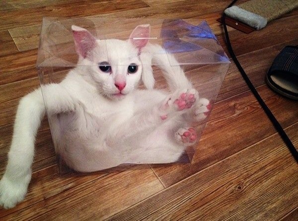 funny-pictures-of-awkward-cats-11