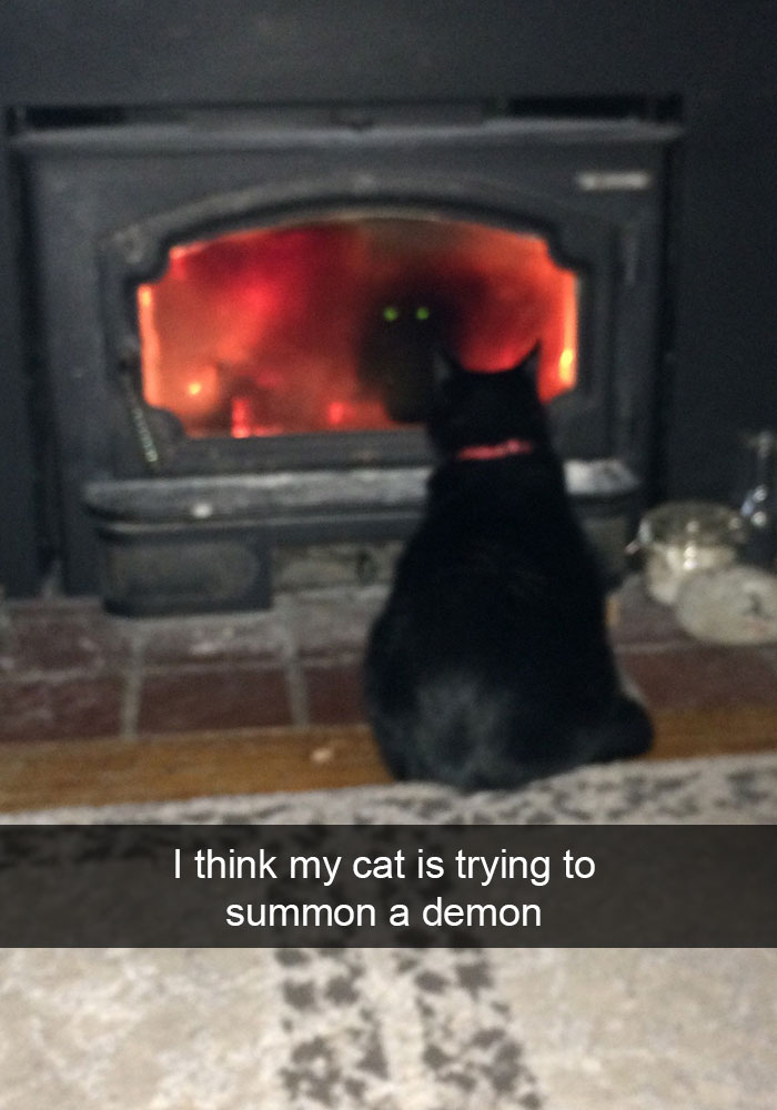 hilarious-funny-cat-humorous-snapchats-pictures-14