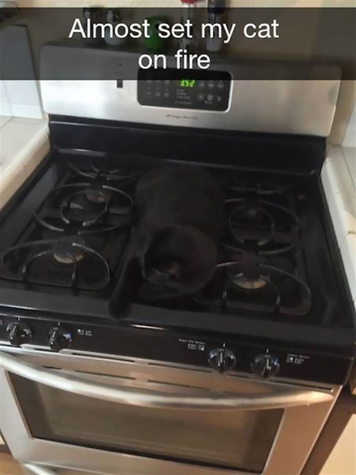 hilarious-funny-cat-humorous-snapchats-pictures-15