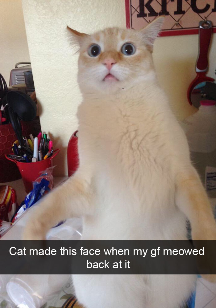 hilarious-funny-cat-humorous-snapchats-pictures-16