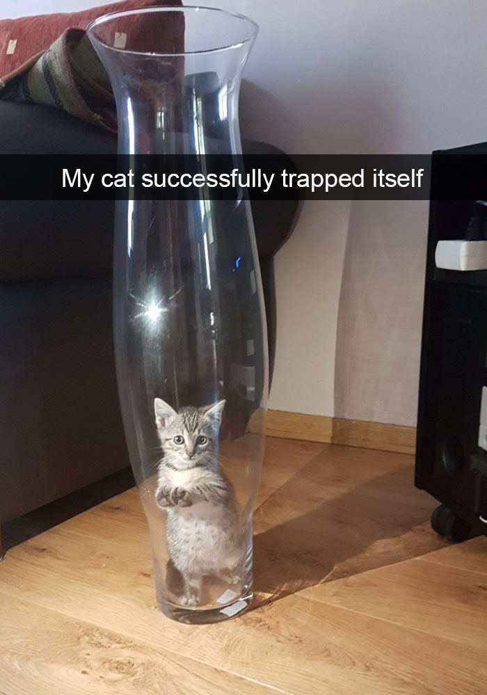 hilarious-funny-cat-humorous-snapchats-pictures-27