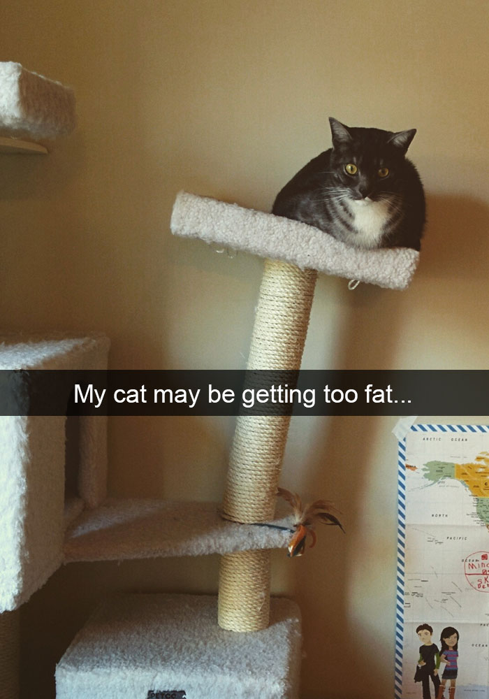 hilarious-funny-cat-humorous-snapchats-pictures-28