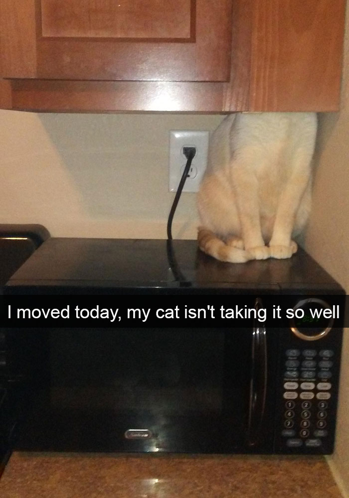 hilarious-funny-cat-humorous-snapchats-pictures-4