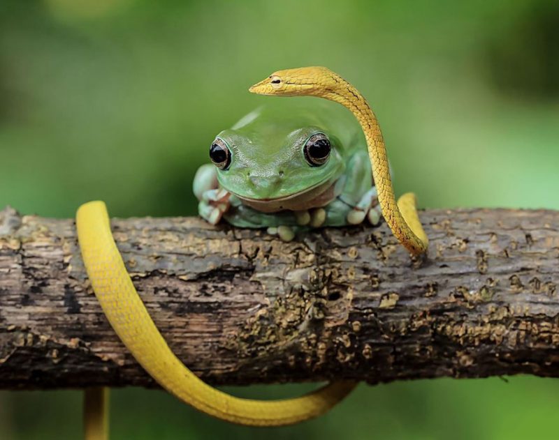 nature-photography-funny-frog-pictures-14