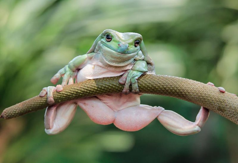 nature-photography-funny-frog-pictures-6
