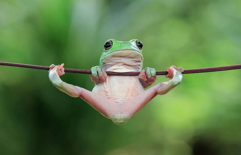 nature-photography-funny-frog-pictures-7