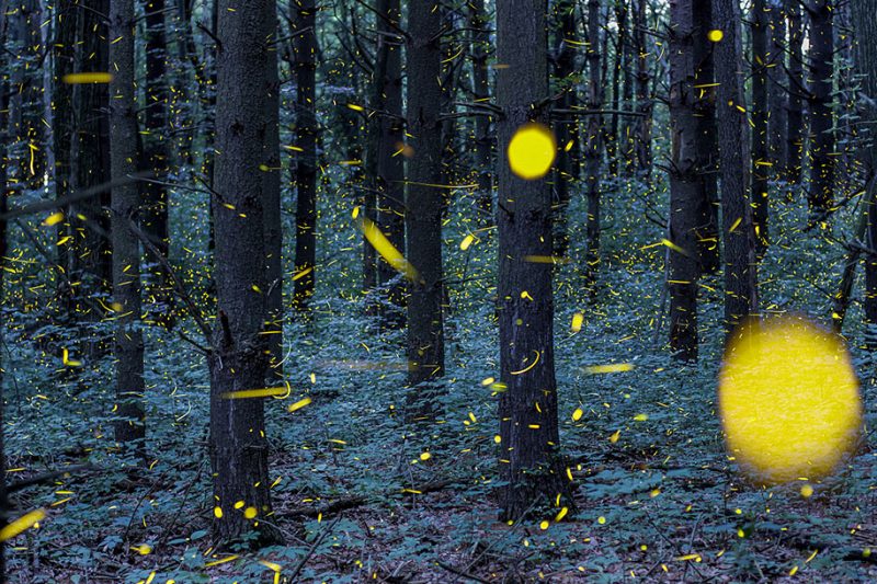 stunning-beautiful-firefly-time-lapse-photography-light-track-6