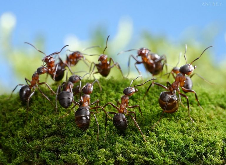 Macro photography – Amazing ants world – Vuing.com