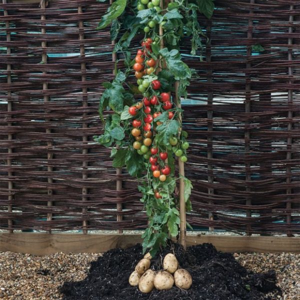 Awesome tomato-potato plant hybrid – Vuing.com