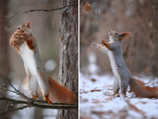 Cute fighting between two squirrels over a cone – at least it seems ...