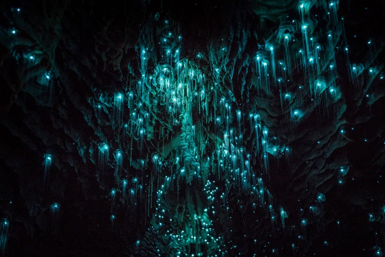 Glow worms emit a phosphorescent light that turns underground caves ...