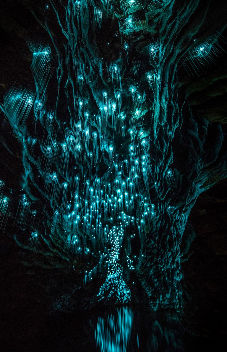 Glow worms emit a phosphorescent light that turns underground caves ...