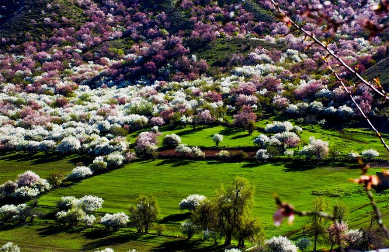 Majestic and stunning sea of apricot blossom in China – Vuing.com