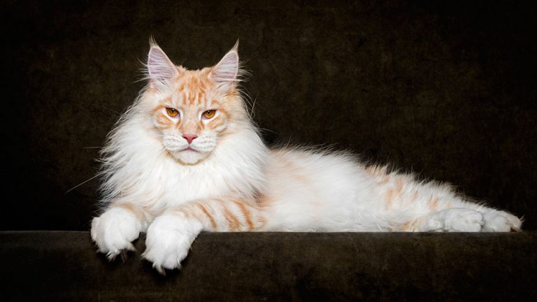 Mesmerizing portraits of Maine Coons look like royal mythical beasts ...