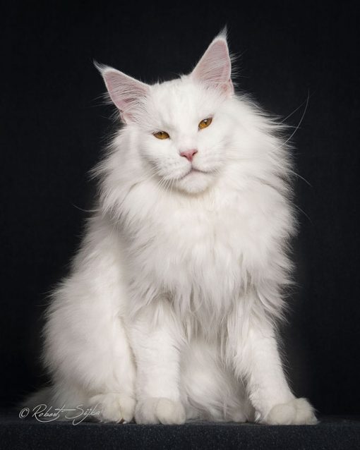 Mesmerizing portraits of Maine Coons look like royal mythical beasts ...