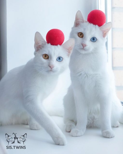 Two cats with stunning heterochromatic eyes are called the most ...